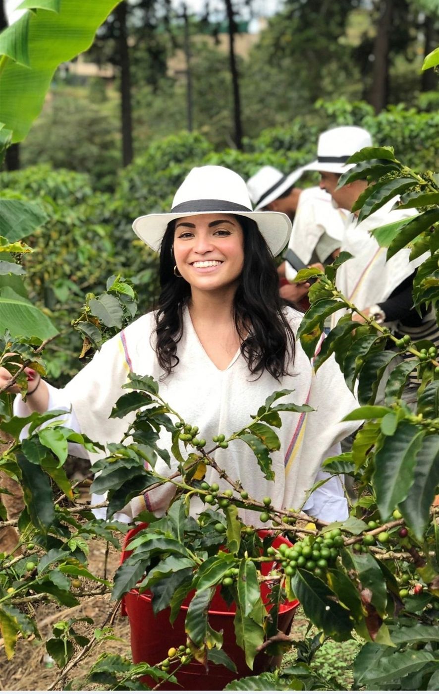 Recolección de café en el Coffee Tour